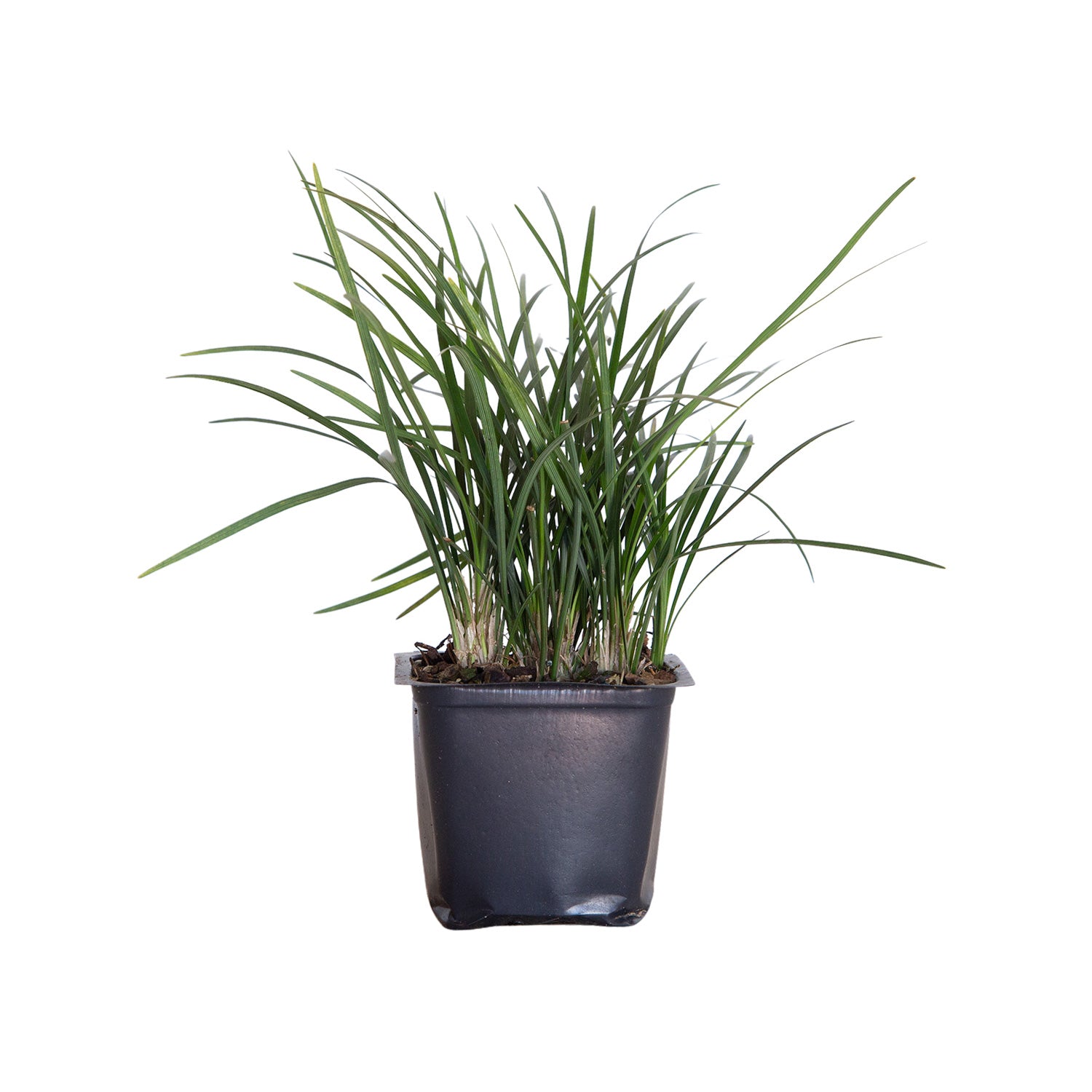 Mondo Grass - 18 Pack (3.25 In. Pots) Evergreen Groundcover - Full Sun to Part Sun Live Outdoor Plant