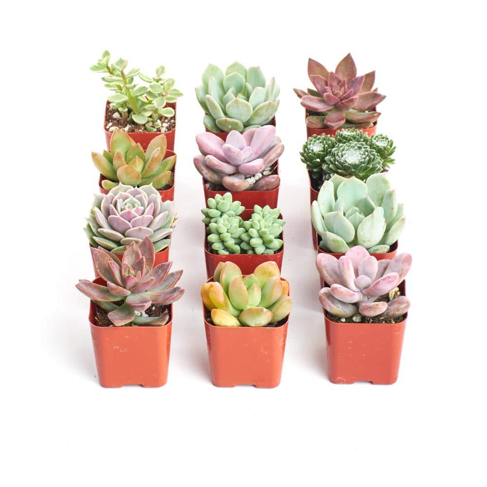 Shop Succulents 2 in. Premium Pastel Succulent (Collection of 12) P12