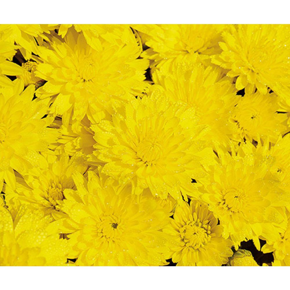 BELL NURSERY 6 in. Mum Yellow Live Annual Plant (2-Pack) CHMUM6YEL2PK