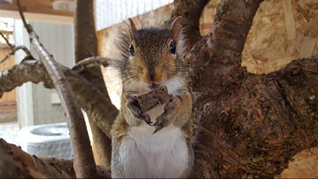 Exotic Nutrition Squirrel Food Starter Kit