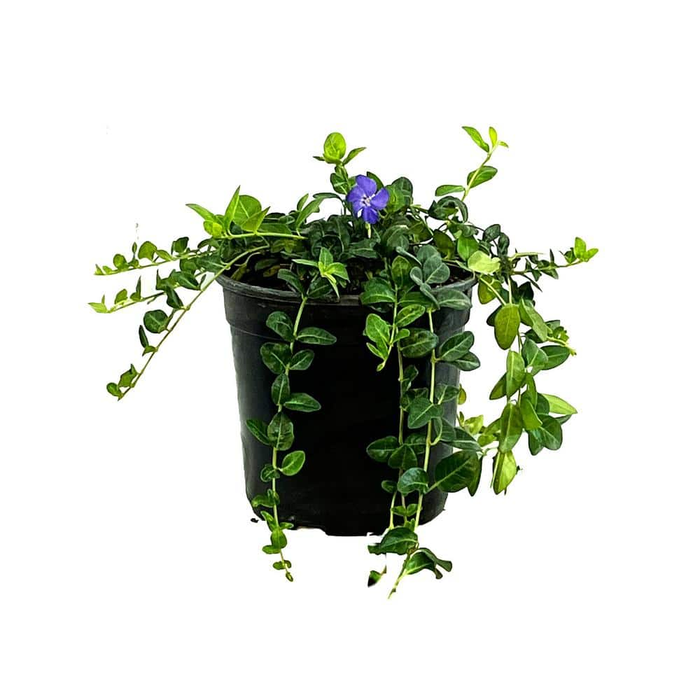 2.5 Qt. Bowles' Periwinkle Vinca minor Live Shrub with Small Purple Flowers O996401