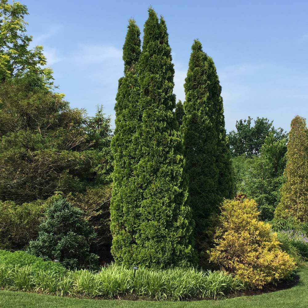 Emerald Green Arborvitae