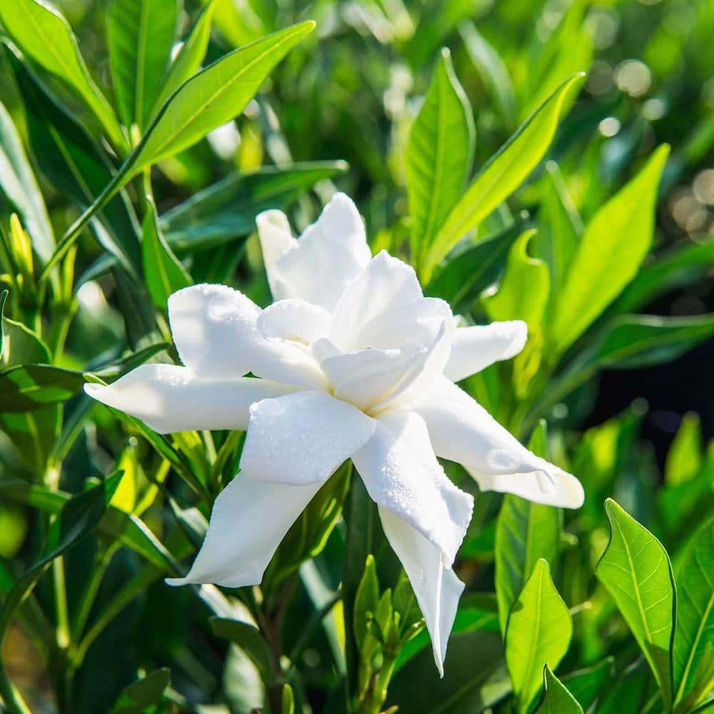 1 Gal. Frostproof Flowering Gardenia Shrub (2-Pack) THD00025