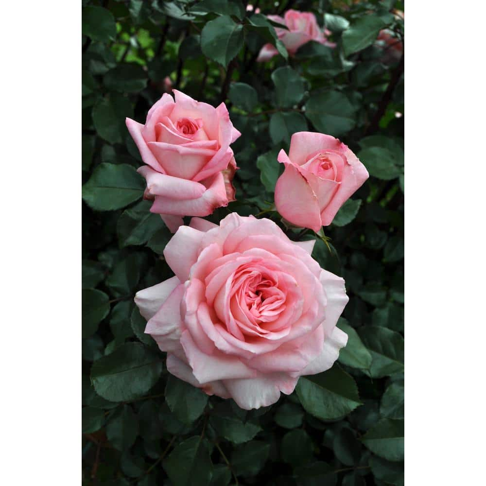 BLOOMABLES Bareroot Scentables Sunbelt Savannah Hybrid Tea Rose Bush with Pink Flowers (2-Pack) HD1414