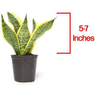 SMART PLANET Green and Yellow Variegated Live Snake Plant (Sansevieria Superba) Air Purifying Houseplant in 4.25 in. Grower Pot 0880030