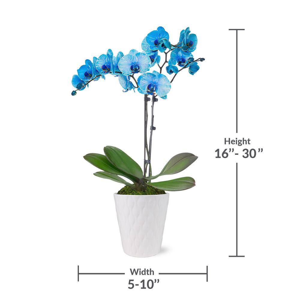 Just Add Ice Premium Orchid (Phalaenopsis) Watercolor Blue Plant in 5 in. White Ceramic Pottery J5015