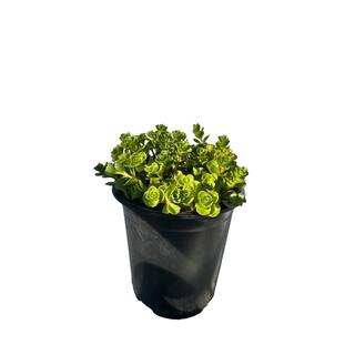 Cesicia John Creech Stonecrop Plant (3-Pack) MMPlant09