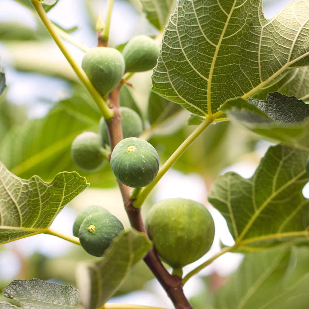 1 Gal. Celeste Fig Tree- Sugar Fig Fruit - Attractive Foliage