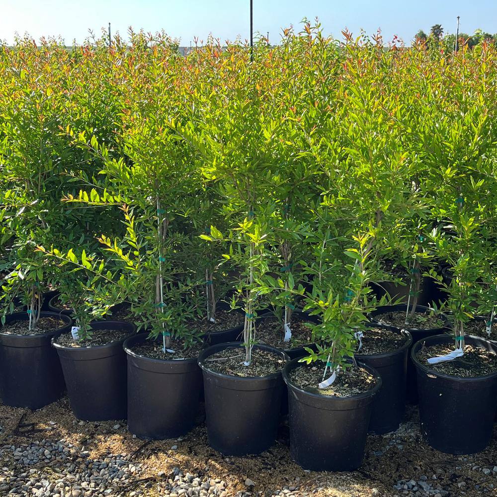 Alder  Oak #5 Container Parfianka Deciduous Pomegranate Tree POPA05