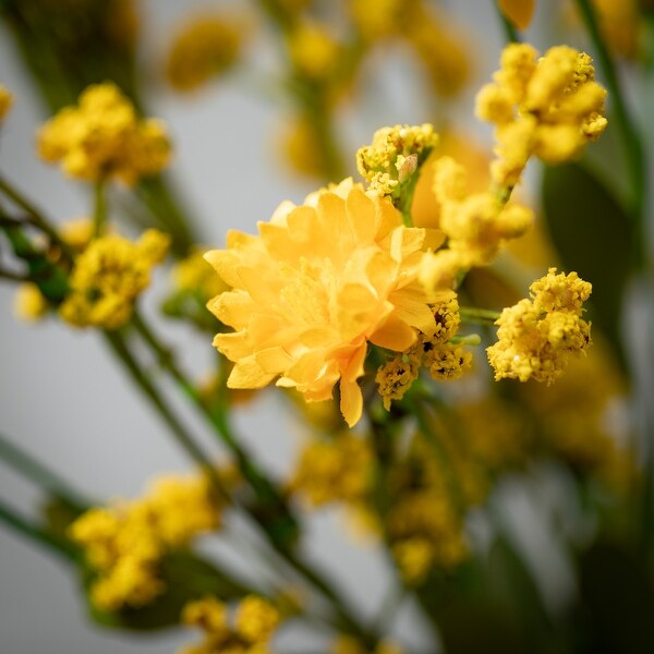 Sullivans Yellow Wildflower Stem