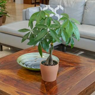 United Nursery Pachira Braid Money Tree in 6 in. Grower Pot 26639