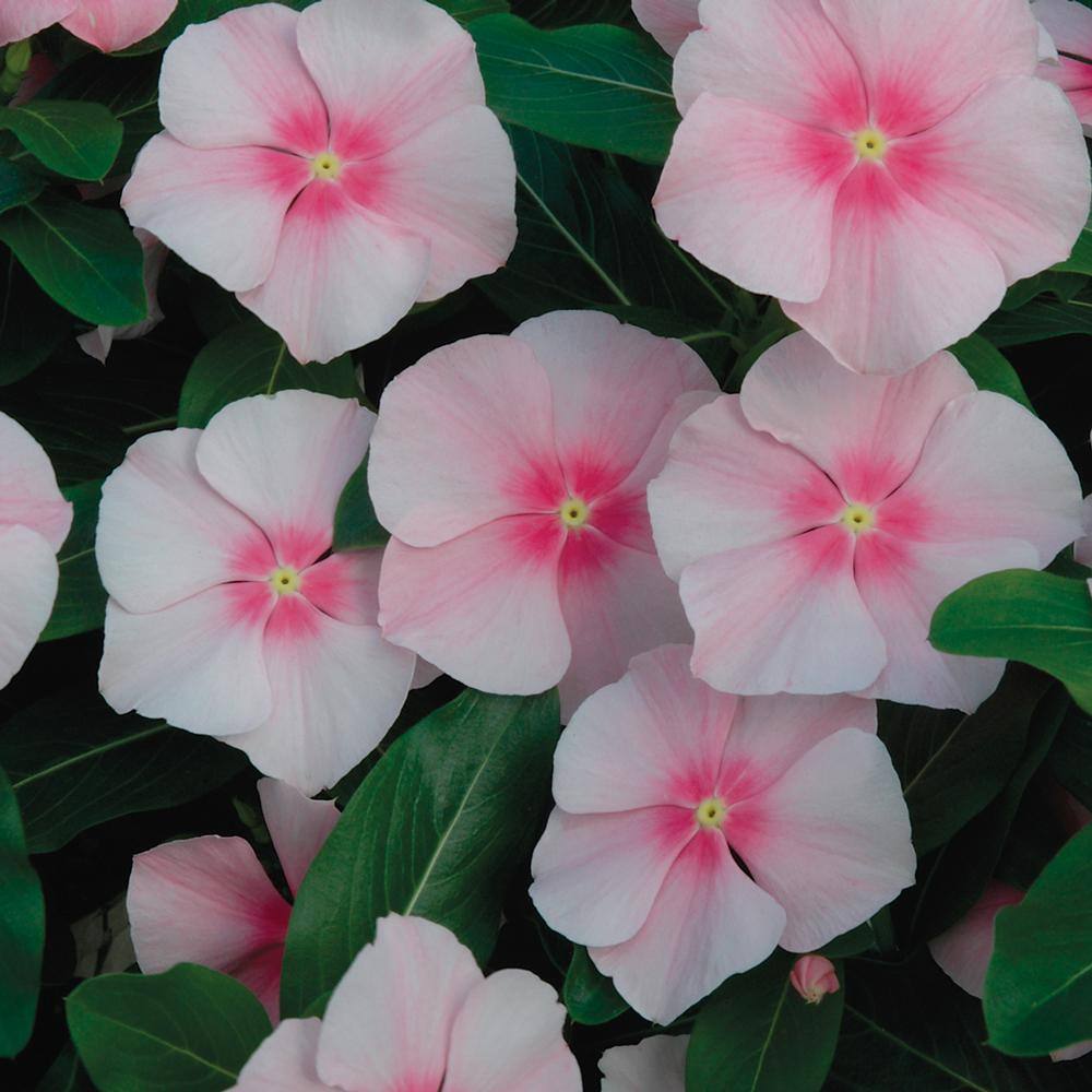 1 Gal. Pink Periwinkle Plant 10515