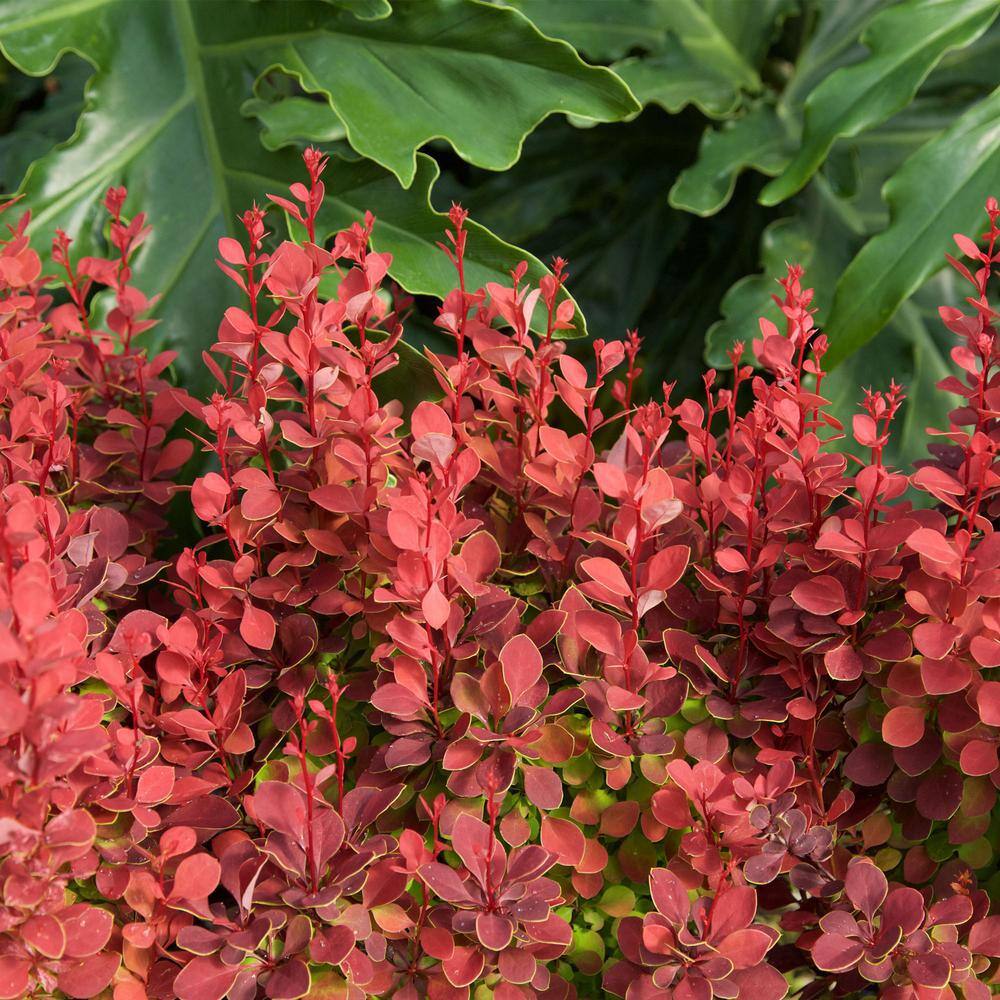 Southern Living 2 Gal. Orange Rocket Barberry Shrub 14372