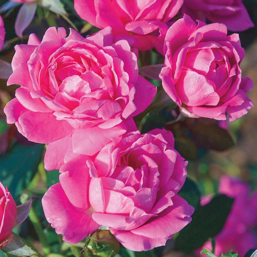 KNOCK OUT Dormant Bareroot Pink Double Knock Out Rose Bush with Pink Flowers 88458