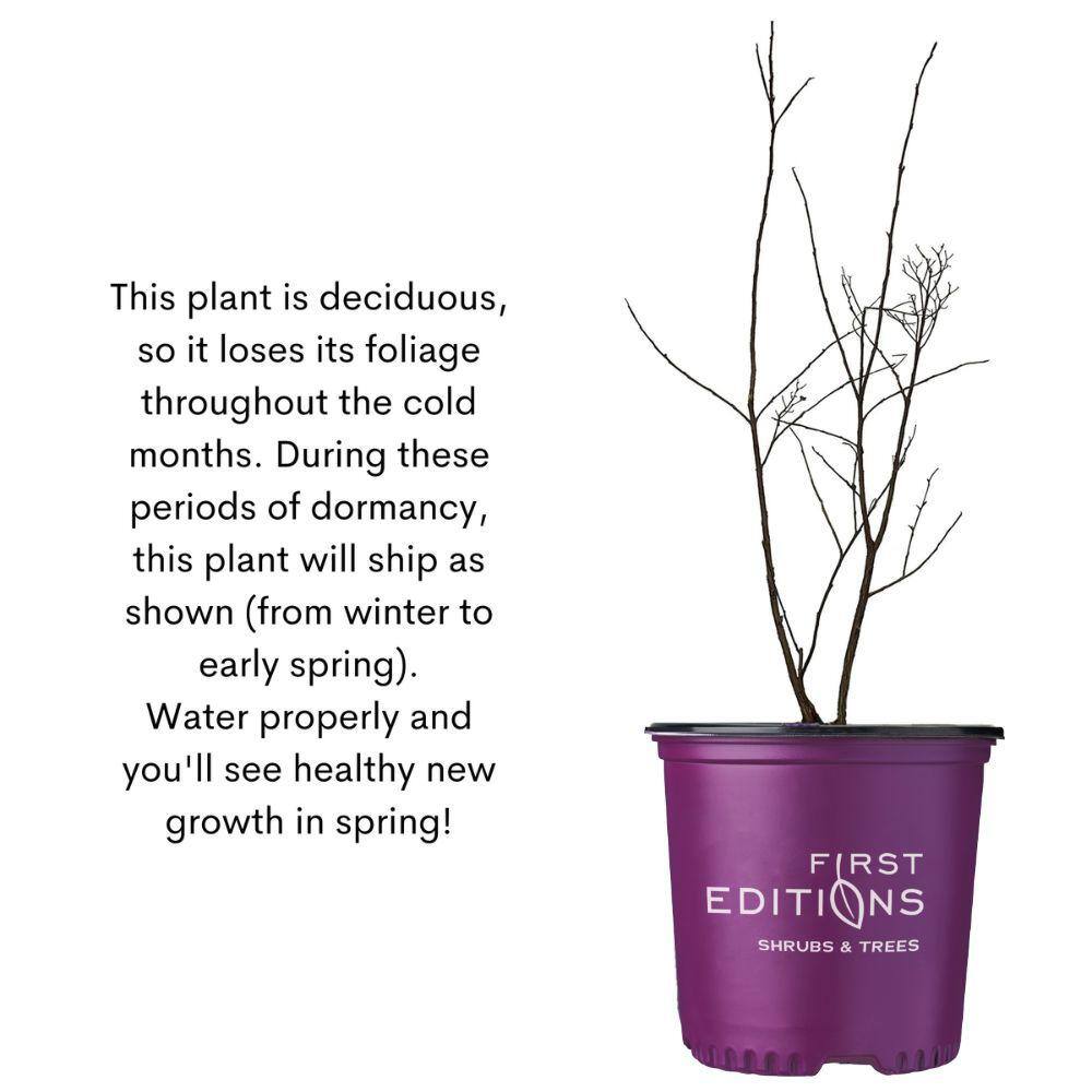 FIRST EDITIONS 3 Gal. Plum Magic Crape Myrtle Flowering Shrub with Fuchsia Pink Flowers CRMPLU03G