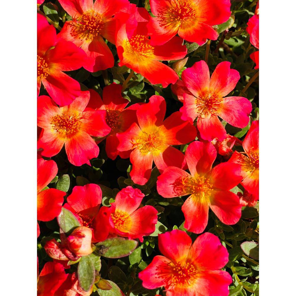 Pure Beauty Farms 1.38 Pt. Purslane Plant Red Flowers in 4.5 In. Grower's Pot (4-Plants) DC45PURSLRED4