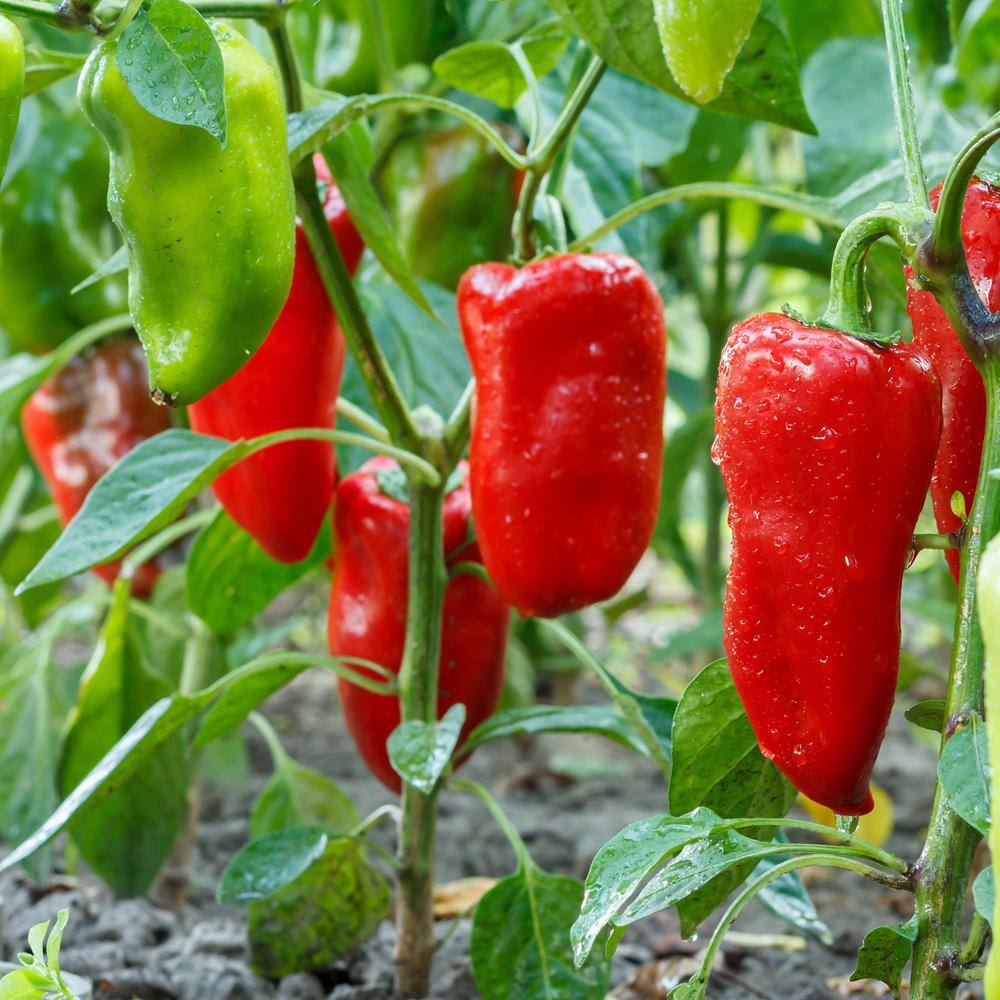 Bonnie Plants 19 oz. Sweet Red Snack Size Pepper Plant 2114