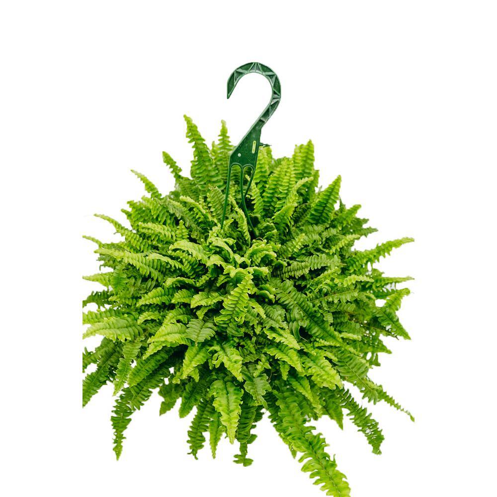 Vigoro 8 in. Hanging Fern Plant in Grower Pot 12180