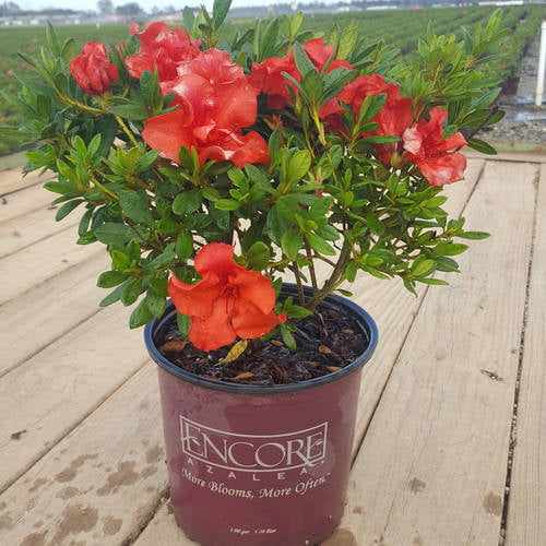 Encore Azalea Autumn Embers (1 Gallon) Red Pink Flowering Shrub - Full Sun Live Outdoor Plant