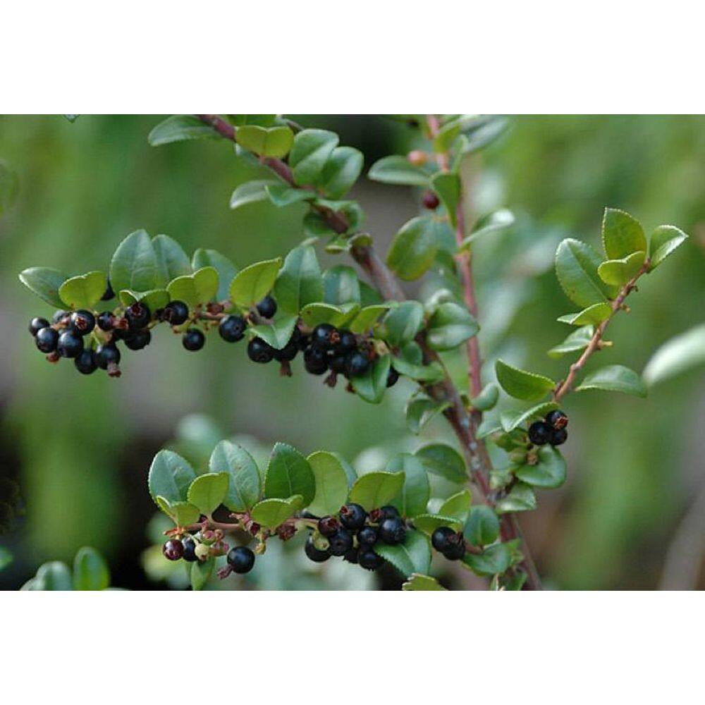 Online Orchards 1 Gal. Pacific Evergeen Huckleberry Plant SBVC010