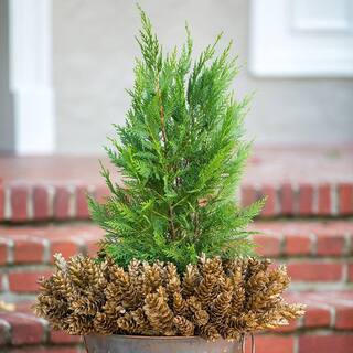 FLOWERWOOD 2.5 Gal - Leyland Cypress Live Evergreen Tree Rich Green Foliage 12373FL