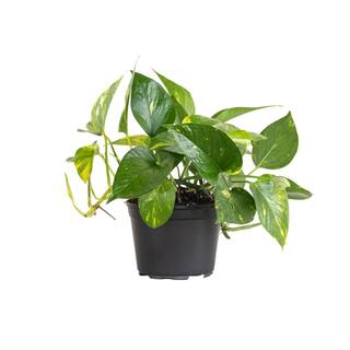 United Nursery Golden Pothos Indoor Vining Houseplant in 6 in. Grower Pot 22310