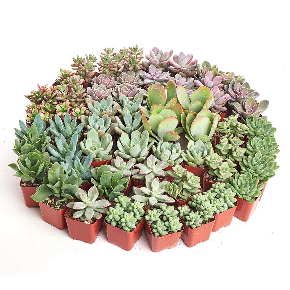 Shop Succulents 2 in. Premium Pastel Succulent (Collection of 64) P64