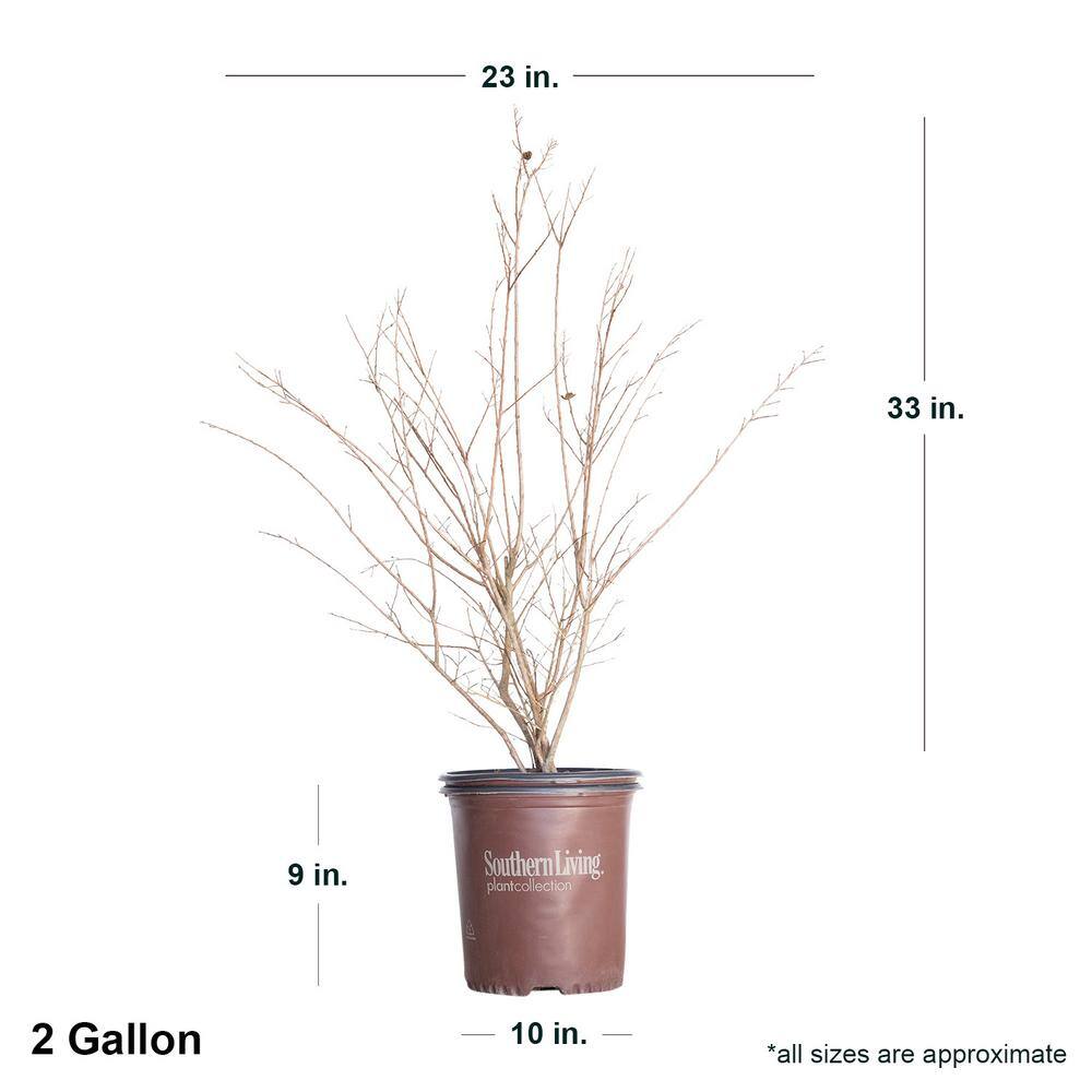 SOUTHERN LIVING 2 Gal. Delta Eclipse Crapemyrtle Live Deciduous ShrubTree Burgundy Foliage Lavender Blooming 37732