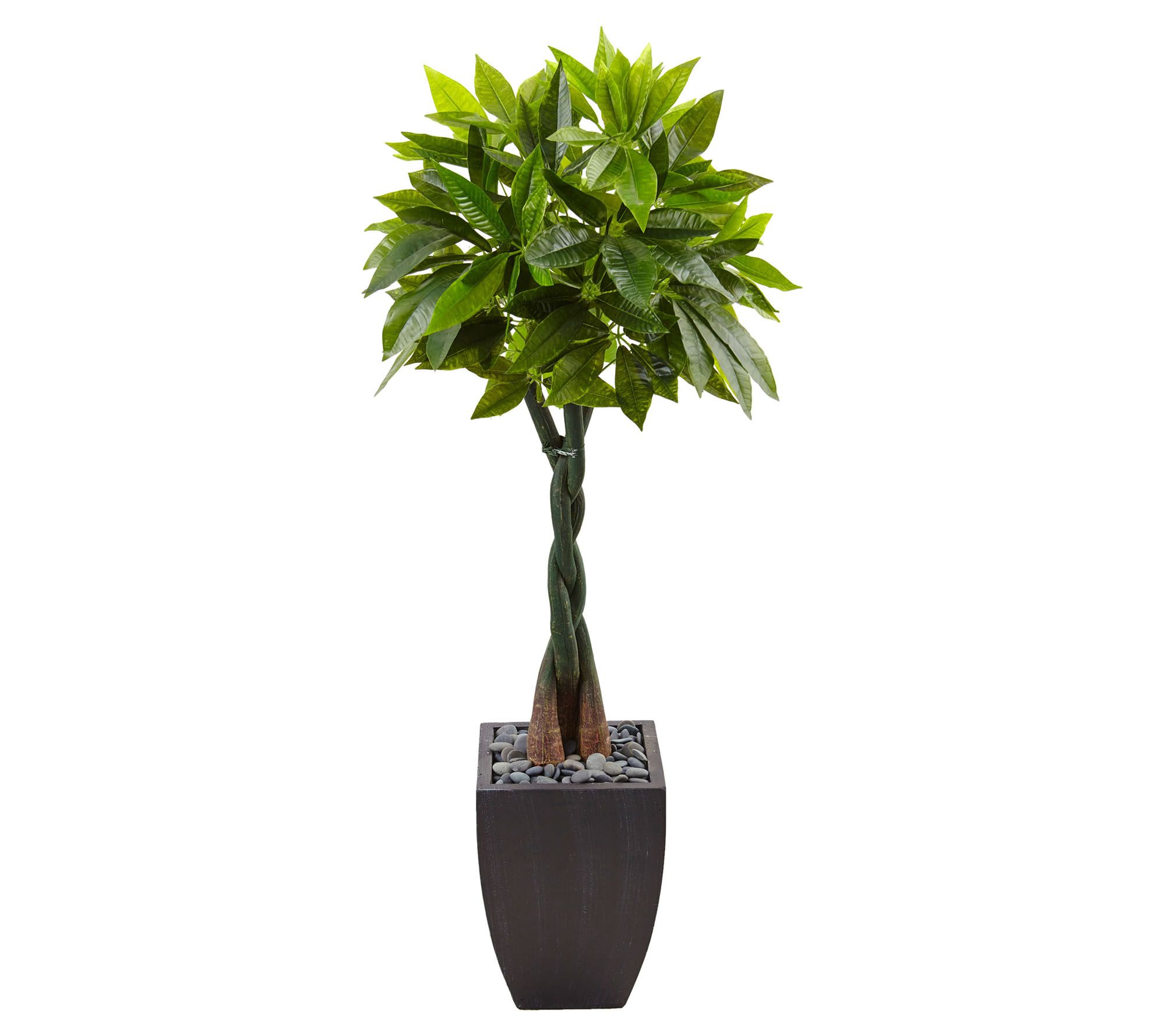 5' Money Tree in Black Square Planter by NearlyNatural