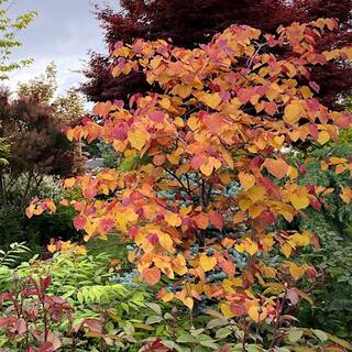 5 Gal. Flame Thrower Pink Flowering Deciduous Redbud Tree REDFLT05G