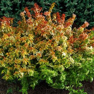 Vigoro 3 SQ Kaleidoscope Abelia Plant with Chameleon-Like Foliage that Blooms White Flowers 10007