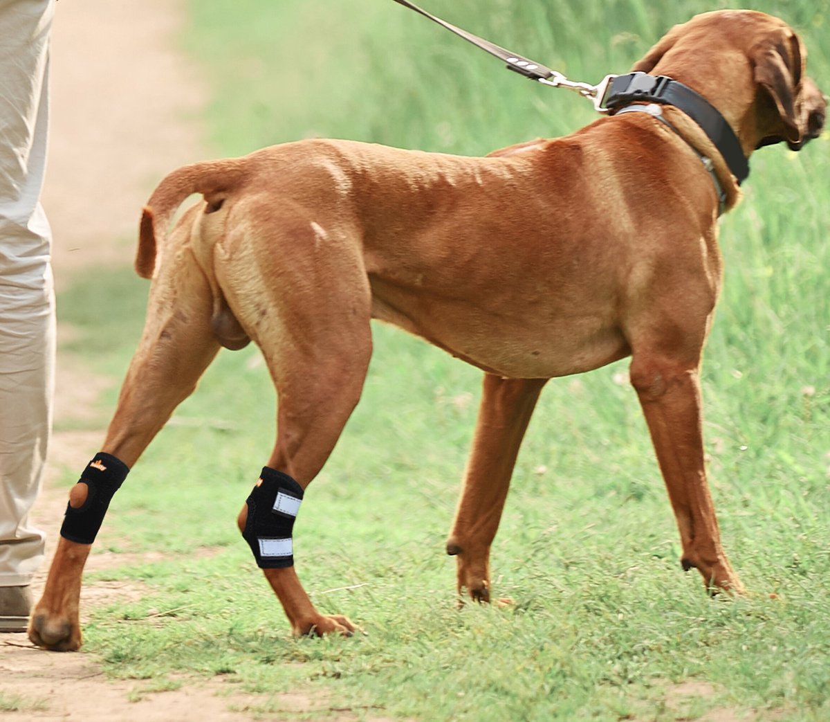 NeoAlly Back Hock Metal Spring Support Dog Brace