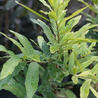 5 Gal. Sawtooth Oak Tree (2-Pack) THD00179