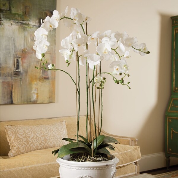 Phalaenopsis Orchid DropIn 44 with Root Ball