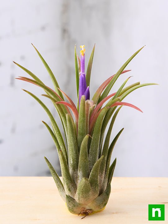 Air Plant, Tillandsia ionantha var. ionantha - Plant