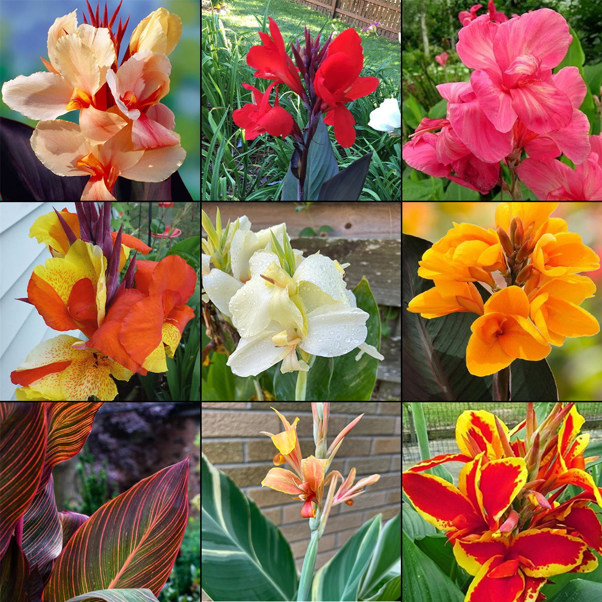 Blue Buddha Farm: Canna Lily Mix - 3 Mixed Canna Bulbs - Easy to Grow Indoor or Outdoor Perennial Plant