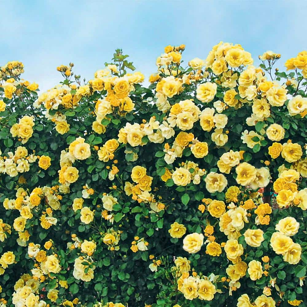 Spring Hill Nurseries Sky's The Limit Climbing Rose Dormant Bare Root Plant with Yellow Color Flowers (1-Pack) 86316