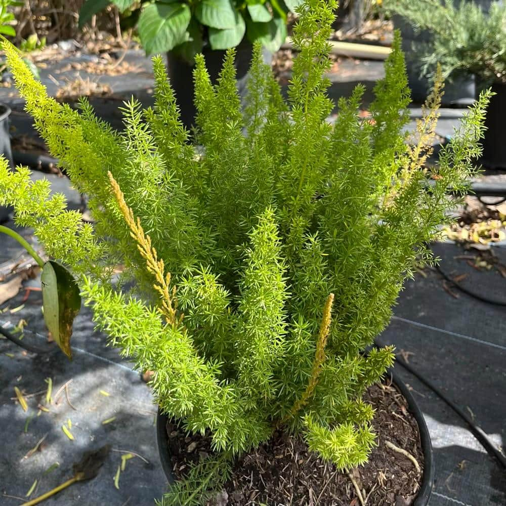 OnlinePlantCenter 3 Gal. Foxtail Fern (Asparagus) Plant in 10 in. Black Nursery Pot FERN0022G3