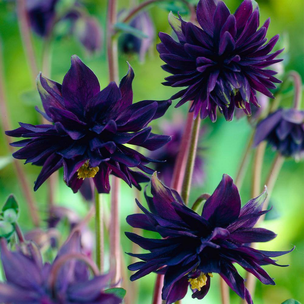 VAN ZYVERDEN Aquilegia Columbine Black Barlow (Set of 5 Roots) 83363