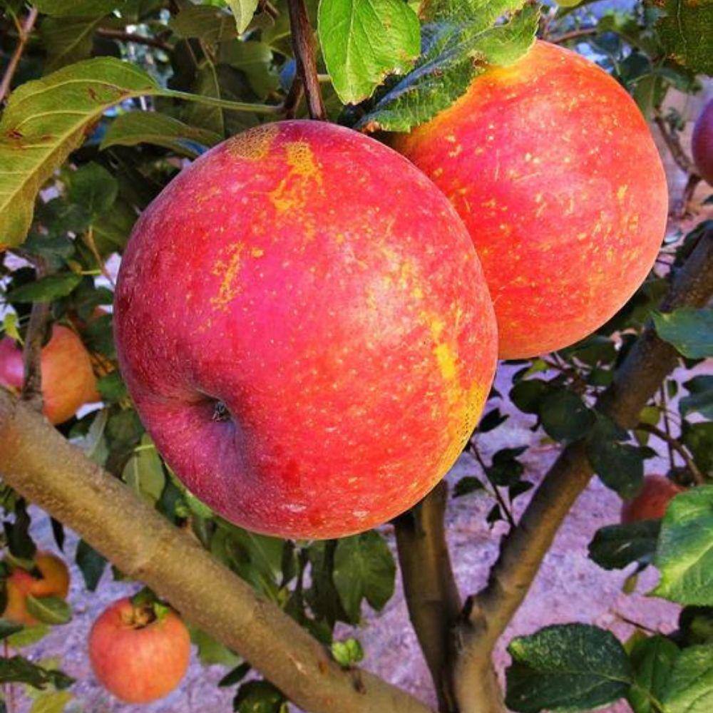 7 gal. Anna Apple Tree APPANN07G