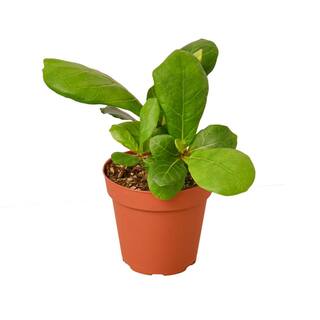 Fiddle Leaf Fig (Ficus Lyrata) Plant in 4 in. Grower Pot 4_FICUS_LYRATA