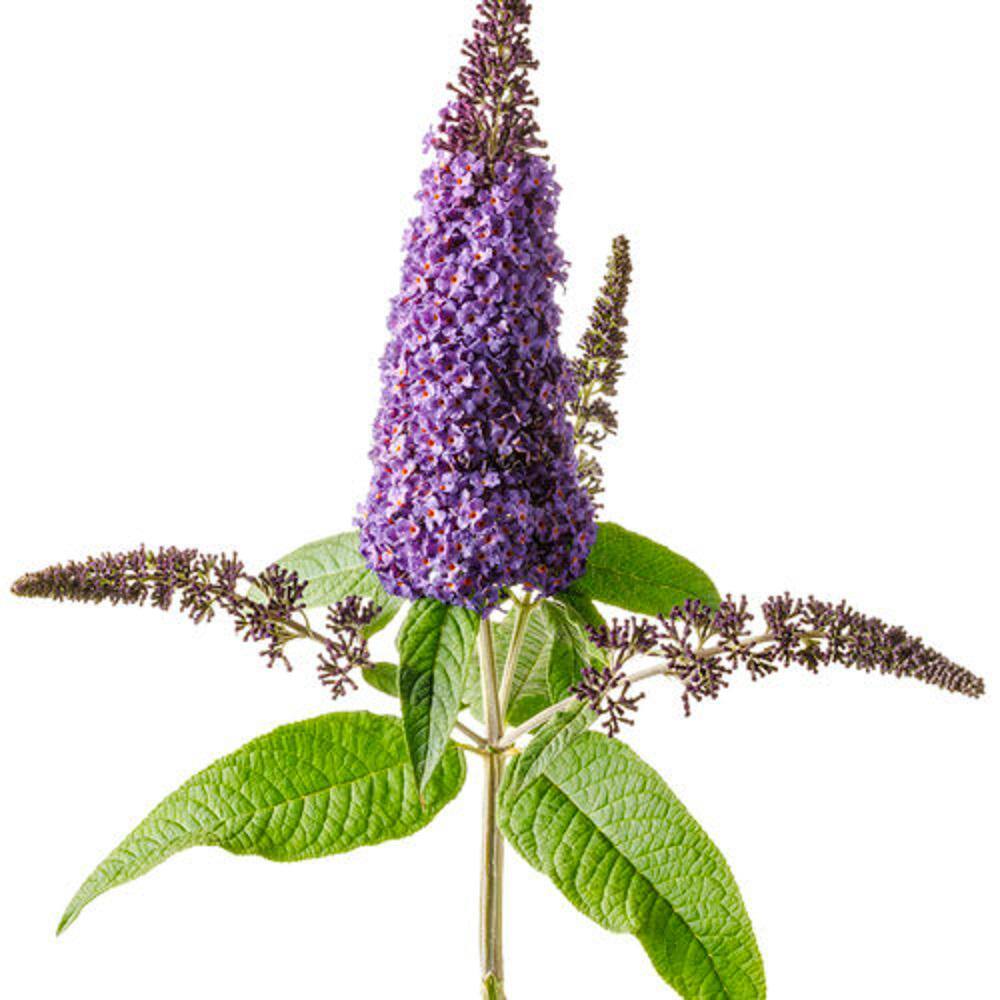 PROVEN WINNERS 3 Gal. Pugster Blue Butterfly Bush (Buddleia) Live Flowering Shrub with True-Blue Flowers PWBUD3PBL1PK