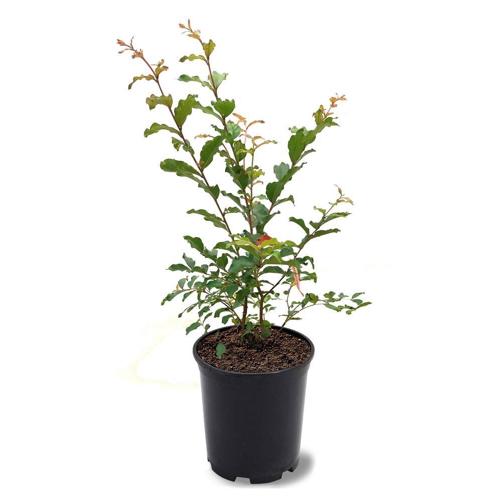 1 Gal. Tuscarora Dark Pink Crape Myrtle Tree CRMTUS01G