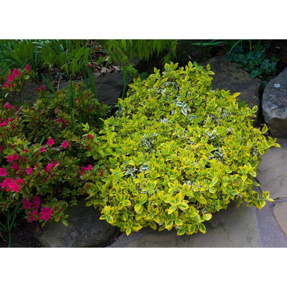 Online Orchards 1 Gal. Goldentipped Wintercreeper Euonymus Shrub Evergreen Emerald Leaves Trimmed with Gold Edges SBEU001