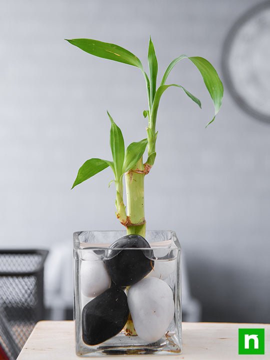 1 Lucky Bamboo Stalk (A Symbol of Commitment) - Gift Plant