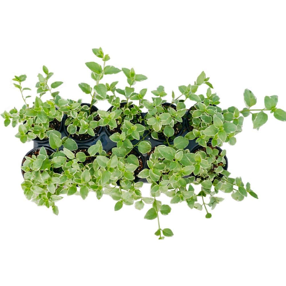 Vigoro 4.5 in. Creeping Myrtle Vinca minor (10-Pack) 17915