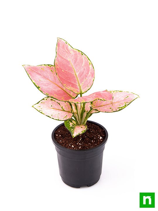 Aglaonema dud anyamanee, Aglaonema anyamanee (Green, Pink) - Plant