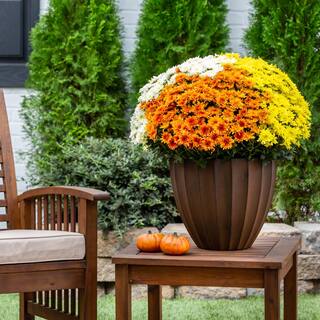 METROLINA GREENHOUSES 2.5 Gal Drop N Decorate Calibrachoa Coleus Lysimachia and Mum Combo (1-Pack) 5218