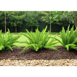 Pure Beauty Farms 1.38-Pint Foxtail Fern in 4.5 in. Grower's Pot (4-Pack) DC45FERNFOX4