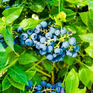 Gurney's 2.5 Qt. Northland Blueberry (Vaccinium) Live Deciduous Fruiting Plant Grown in a Pot 76457